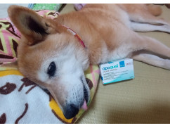 アポキル錠5.4mg20錠｜アトピー性皮膚炎｜犬猫薬の通販｜ペット